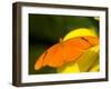 Orange Julia Longwing Butterfly, Brookside Gardens, Wheaton, Maryland, USA-Corey Hilz-Framed Photographic Print