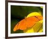 Orange Julia Longwing Butterfly, Brookside Gardens, Wheaton, Maryland, USA-Corey Hilz-Framed Photographic Print