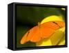 Orange Julia Longwing Butterfly, Brookside Gardens, Wheaton, Maryland, USA-Corey Hilz-Framed Stretched Canvas