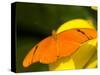 Orange Julia Longwing Butterfly, Brookside Gardens, Wheaton, Maryland, USA-Corey Hilz-Stretched Canvas