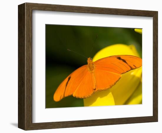 Orange Julia Longwing Butterfly, Brookside Gardens, Wheaton, Maryland, USA-Corey Hilz-Framed Photographic Print