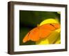 Orange Julia Longwing Butterfly, Brookside Gardens, Wheaton, Maryland, USA-Corey Hilz-Framed Photographic Print