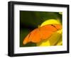 Orange Julia Longwing Butterfly, Brookside Gardens, Wheaton, Maryland, USA-Corey Hilz-Framed Photographic Print