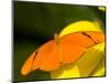 Orange Julia Longwing Butterfly, Brookside Gardens, Wheaton, Maryland, USA-Corey Hilz-Mounted Photographic Print