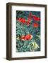 Orange Koi Fish-dtorroija-Framed Photographic Print