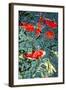 Orange Koi Fish-dtorroija-Framed Photographic Print