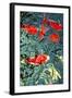 Orange Koi Fish-dtorroija-Framed Photographic Print