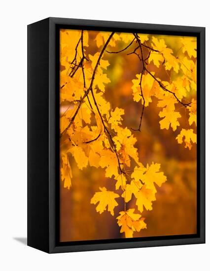 Orange Leaves-Art Wolfe-Framed Stretched Canvas