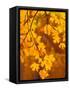 Orange Leaves-Art Wolfe-Framed Stretched Canvas