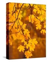 Orange Leaves-Art Wolfe-Stretched Canvas