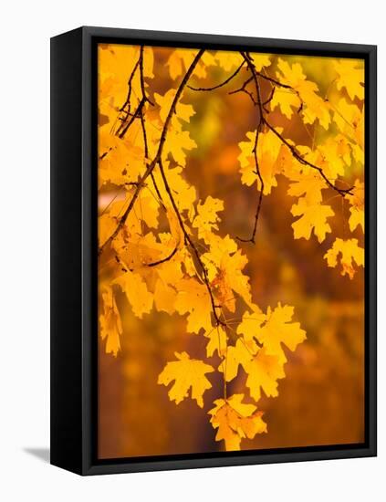 Orange Leaves-Art Wolfe-Framed Stretched Canvas