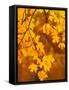 Orange Leaves-Art Wolfe-Framed Stretched Canvas