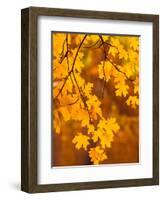 Orange Leaves-Art Wolfe-Framed Photographic Print