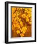 Orange Leaves-Art Wolfe-Framed Photographic Print