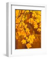 Orange Leaves-Art Wolfe-Framed Photographic Print