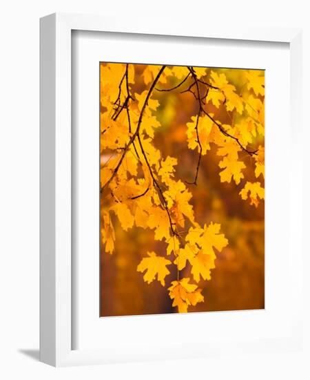 Orange Leaves-Art Wolfe-Framed Photographic Print