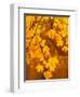 Orange Leaves-Art Wolfe-Framed Photographic Print