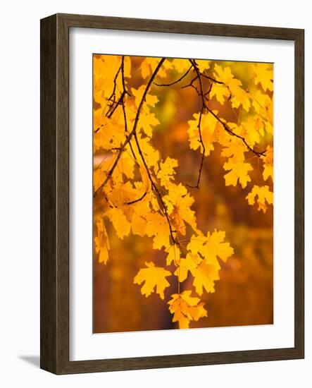 Orange Leaves-Art Wolfe-Framed Photographic Print