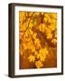 Orange Leaves-Art Wolfe-Framed Photographic Print