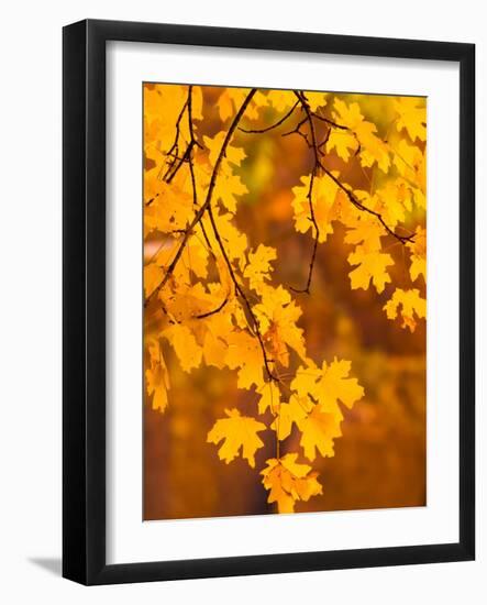 Orange Leaves-Art Wolfe-Framed Photographic Print