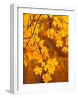 Orange Leaves-Art Wolfe-Framed Photographic Print