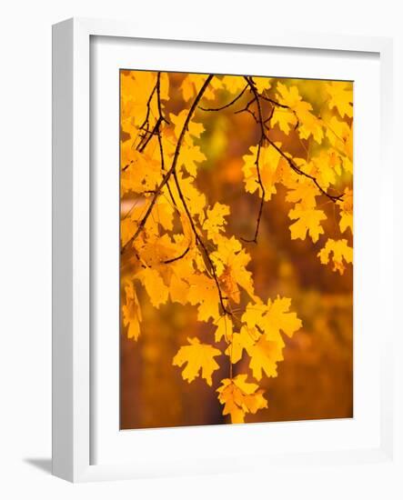 Orange Leaves-Art Wolfe-Framed Photographic Print