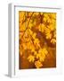 Orange Leaves-Art Wolfe-Framed Photographic Print