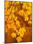 Orange Leaves-Art Wolfe-Mounted Photographic Print