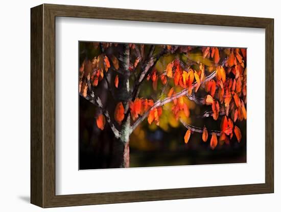 Orange Leaves-Ursula Abresch-Framed Photographic Print