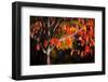 Orange Leaves-Ursula Abresch-Framed Photographic Print