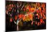 Orange Leaves-Ursula Abresch-Mounted Photographic Print