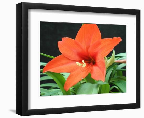 Orange Lilly II-Herb Dickinson-Framed Photographic Print