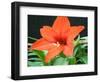 Orange Lilly II-Herb Dickinson-Framed Photographic Print