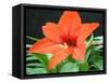 Orange Lilly II-Herb Dickinson-Framed Stretched Canvas