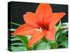 Orange Lilly II-Herb Dickinson-Stretched Canvas