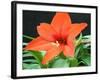 Orange Lilly II-Herb Dickinson-Framed Photographic Print