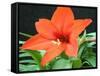 Orange Lilly II-Herb Dickinson-Framed Stretched Canvas