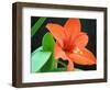 Orange Lilly-Herb Dickinson-Framed Photographic Print