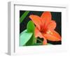 Orange Lilly-Herb Dickinson-Framed Photographic Print