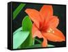 Orange Lilly-Herb Dickinson-Framed Stretched Canvas