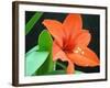 Orange Lilly-Herb Dickinson-Framed Photographic Print