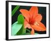 Orange Lilly-Herb Dickinson-Framed Photographic Print