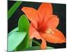 Orange Lilly-Herb Dickinson-Mounted Photographic Print