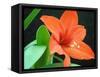 Orange Lilly-Herb Dickinson-Framed Stretched Canvas