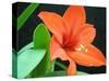 Orange Lilly-Herb Dickinson-Stretched Canvas