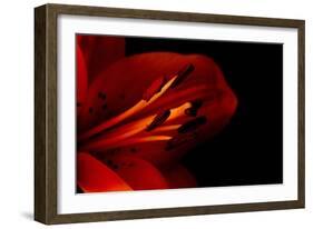 Orange Lily Against Black Background-Jennifer Peabody-Framed Photographic Print