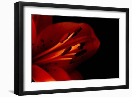 Orange Lily Against Black Background-Jennifer Peabody-Framed Photographic Print