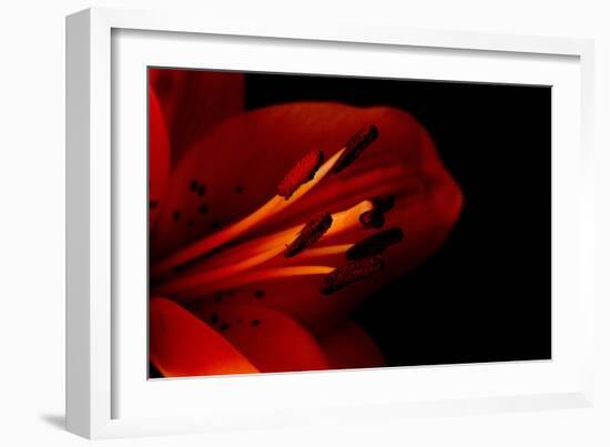 Orange Lily Against Black Background-Jennifer Peabody-Framed Photographic Print