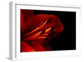 Orange Lily Against Black Background-Jennifer Peabody-Framed Photographic Print