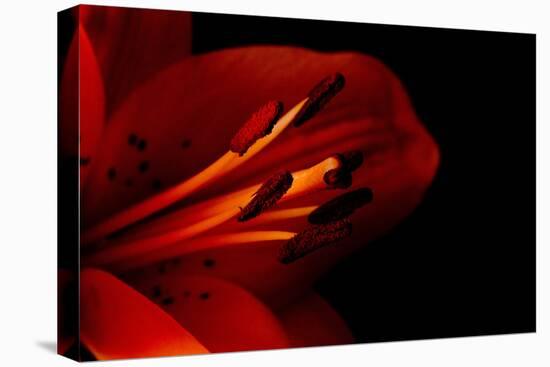 Orange Lily Against Black Background-Jennifer Peabody-Stretched Canvas